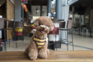 dog friendly restaurants in Bradenton