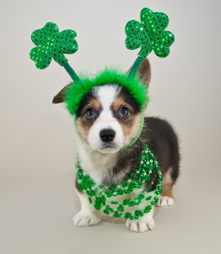 st patricks day dog