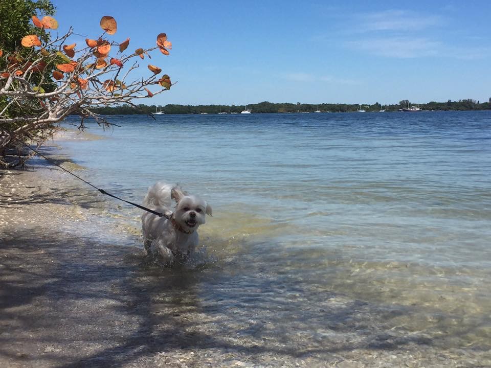 are dogs allowed on sarasota beaches