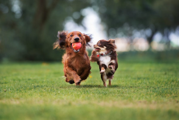 dog parks in lakewood ranch