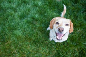 Best Dog Parks in Sarasota & Bradenton SarasotaSandy