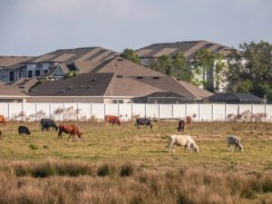 Lakewood Ranch cattle next to homes