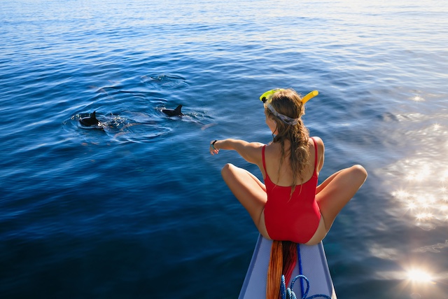 things to do in Bradenton dolphin tours